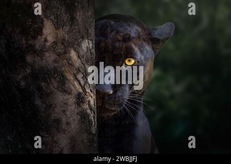 Black Jaguar (Panthera onca) - Melanistic Feline Stock Photo