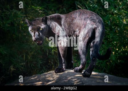 Black Jaguar (Panthera onca) - Melanistic Feline Stock Photo