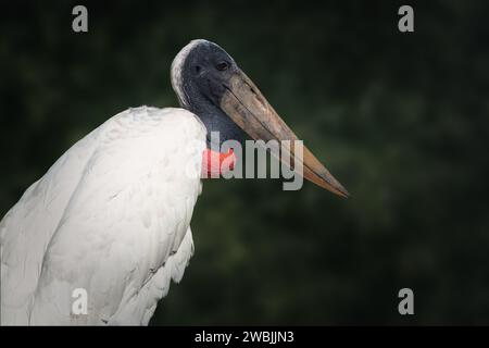 Jabiru Stork bird (Jabiru mycteria) Stock Photo