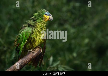 Soaking Wet Orange-winged Amazon Parrot (Amazona amazonica) Stock Photo