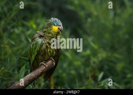 Soaking Wet Orange-winged Amazon Parrot (Amazona amazonica) Stock Photo