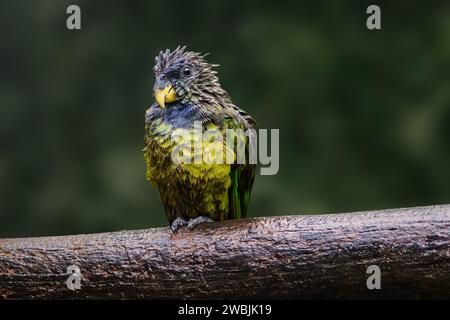 Soaking Wet Scaly-headed parrot (Pionus maximiliani) Stock Photo