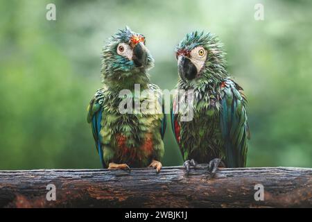 Soaking Wet Chestnut-fronted macaw (Ara severus) and Blue-winged macaw (Primolius maracana) Stock Photo