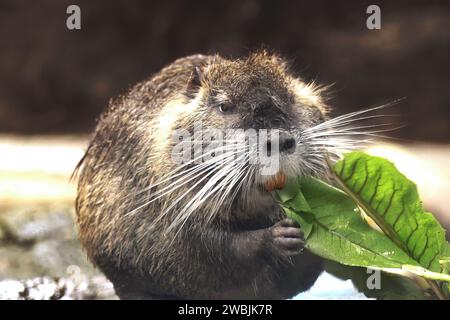 Coypu (Myocastor coypus) or Nutria eating - South American Rodent Stock Photo