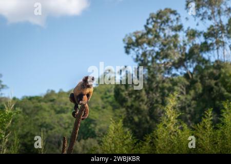 Tufted Capuchin Monkey (Sapajus apella) Stock Photo