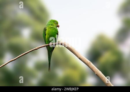 Plain Parakeet bird (Brotogeris tirica) with closed eyes Stock Photo