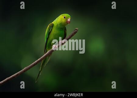 Plain Parakeet bird (Brotogeris tirica) Stock Photo