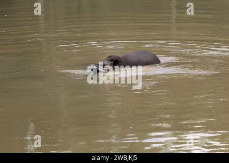 Lowland Tapir (Tapirus terrestris) swimming or South American Tapir Stock Photo