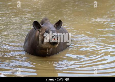 Lowland Tapir (Tapirus terrestris) swimming or South American Tapir Stock Photo