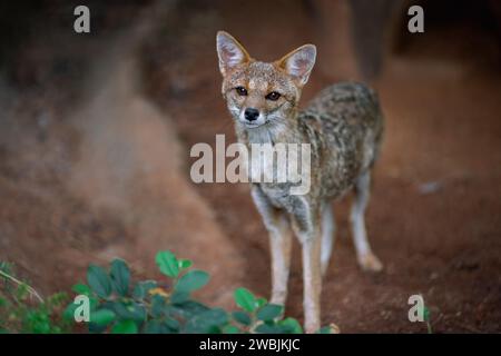 Pampas Fox (Lycalopex gymnocercus) - South American canid Stock Photo