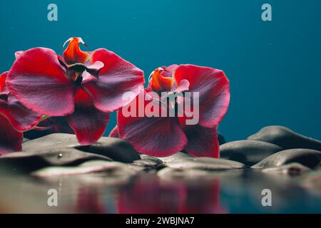 This image exquisitely captures the intricate detail of red orchids, enhanced by the presence of water droplets against a vivid blue backdrop, conveyi Stock Photo