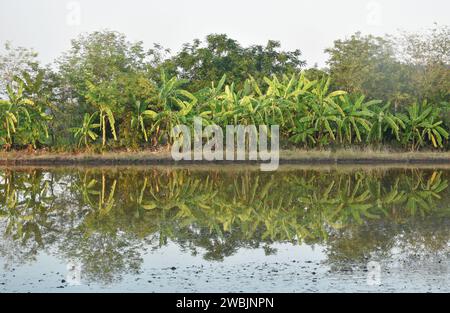 banana tree with reflection on water in paddy field in farm on evening Stock Photo