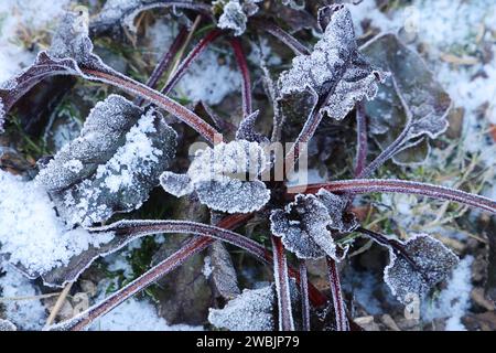 Frost 11.01.2024, Ostramondra, Blaetter einer Rote Beete Pflanze sind mit Frost / Eis besetzt *** Frost 11 01 2024, Ostramondra, Leaves of a beet plant are covered with frost ice Stock Photo