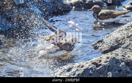 A ruddy turnstone (Arenaria interpres) in non-breeding plumage bathing, preening and splashing about in water, a migratory bird Fuerteventura Canaries Stock Photo