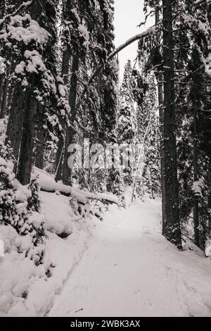 A narrow path in a scenic winter forest. Banff, AB, Canada Stock Photo