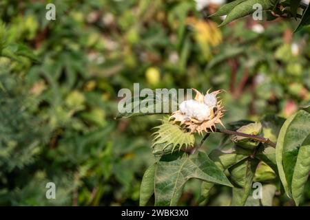 Field of ripe cotton balls in the countryside ready for harvesting. Stock Photo