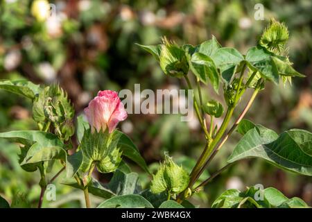 Close up of a cotton bloom Stock Photo - Alamy