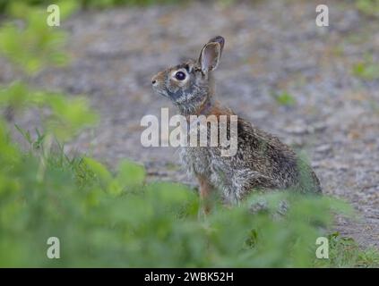 Eastern cottontail rabbit shedding its fur in a spring meadow Stock Photo