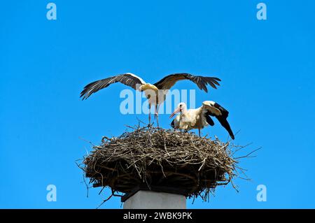 White stork (Ciconia ciconia) brood care, adult bird at the nest on a chimney, Rust, Burgenland, Austria Stock Photo