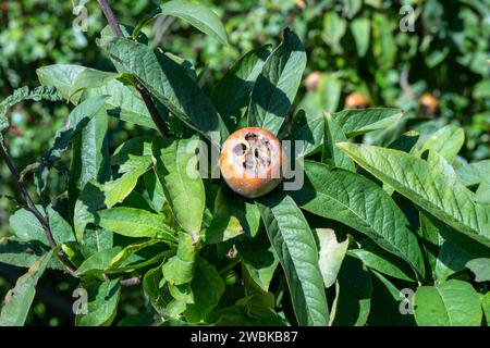 Medlar (Mespilus germanicus) Stock Photo