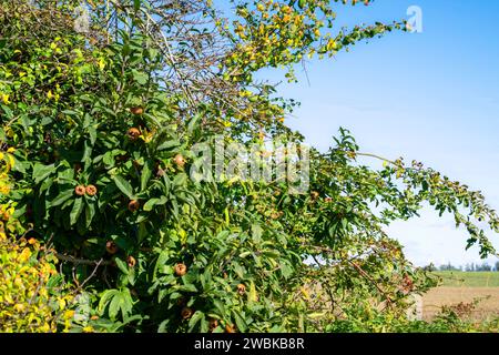 Medlar (Mespilus germanicus) Stock Photo