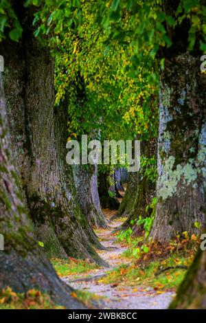 Allee, Steindlallee, Holzkirchen, Upper Bavaria, Bavaria, Germany Stock Photo