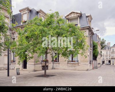 A common robinia (Robinia pseudoacacia) in front of an urban villa in Reims - Grand Est, Département Département Marne, France Stock Photo