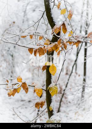 Tree, branch, leaves covered with snow Stock Photo