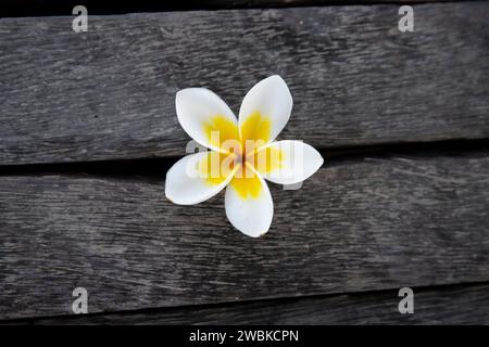 Plumeria, frangipani flower on wood, yellow - white blossom in a tropical environment in Bali Stock Photo