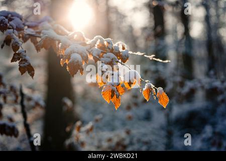 The sun shines on the snow-covered branch of a beech tree with orange-colored leaves in the winter forest Stock Photo