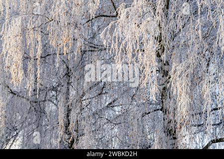 The branches and twigs of the birch are covered in frost and ice crystals, individual leaves glow yellow Stock Photo