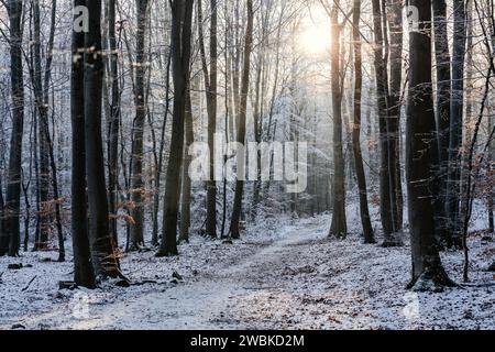 The sun shines into the forest, which is covered in snow, the path leads through beech trees Stock Photo