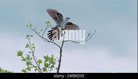 Common Cuckoo, cuculus canorus, Adult in Flight, Landing on Branch, Normandy Stock Photo