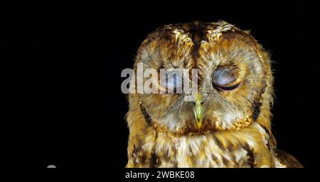 Tawny Owl, strix aluco, Portrait of Adult with closed eyes, Normandy in France Stock Photo