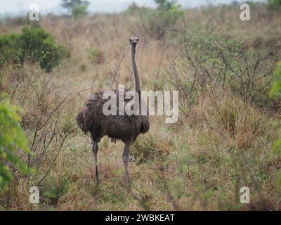 Large ostrich (struthio camelus) in the bush in Kruger National Park, Mpumalanga, South Africa Stock Photo