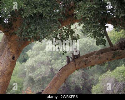 Vervet monkey family enjoying the view from a tree branch in Kruger National Park near Skukuza, Mpumalanga, South Africa Stock Photo