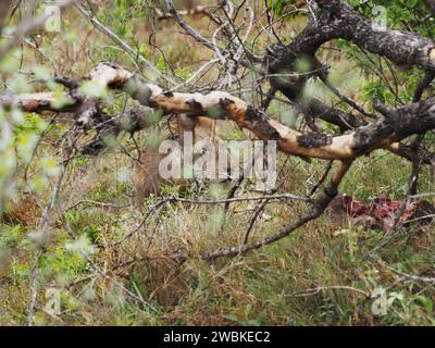 Lion resting after eating, with part of buffalo carcass next to it, in Kruger National Park, Mpumalanga, South Africa Stock Photo