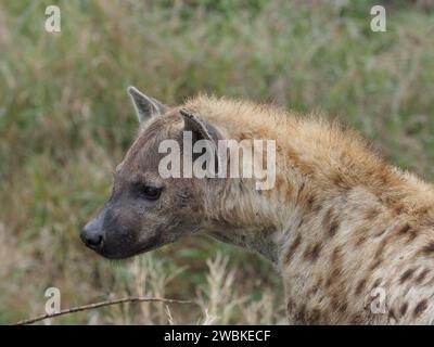 Adult spotted Hyaena (crocuta crocuta) portrait in the Kruger National Park, Mpumalanga, South Africa. Stock Photo