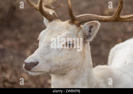 small flock of roe deer grazes in wild. selective focus. male white roe deer with horns Stock Photo