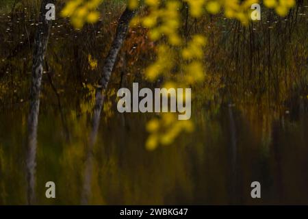 Trees in autumn colors are reflected in the dark water of a lake, yellow leaves blurred in the foreground, Germany Stock Photo