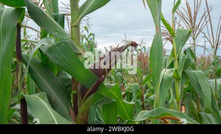 Close-up view of an ear of corn in the middle of a green field planted with corn plants with cloudy sky Stock Photo