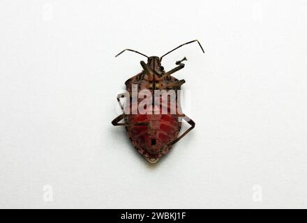 upside down bed bug on white background Stock Photo