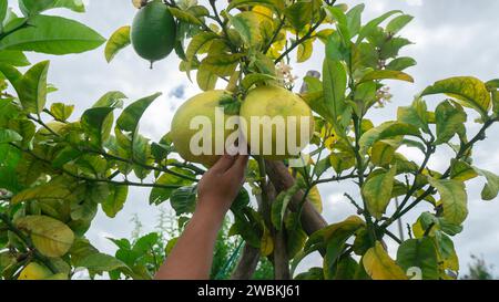 Man's hand harvesting a lemon hanging from the plant surrounded by green leaves in the middle of a lemon plantation with daylight Stock Photo