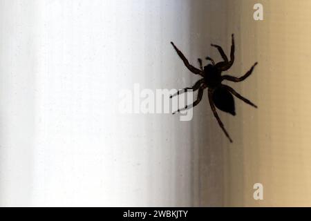 A spider with hairy legs on glass with water droplets. Stock Photo
