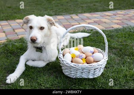 many freshly collected chicken eggs in a wicker basket on the grass, a white dog is lying nearby . Preparation for Easter. Easter fun Stock Photo