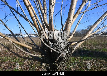 Tree branches in winter Stock Photo