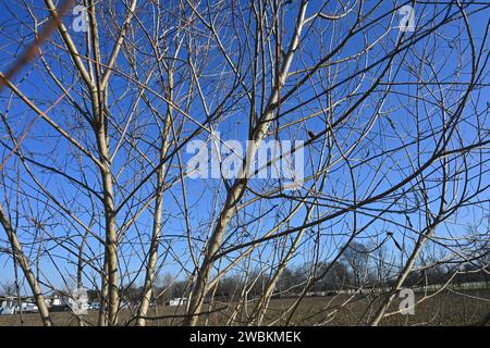 Tree branches in winter Stock Photo