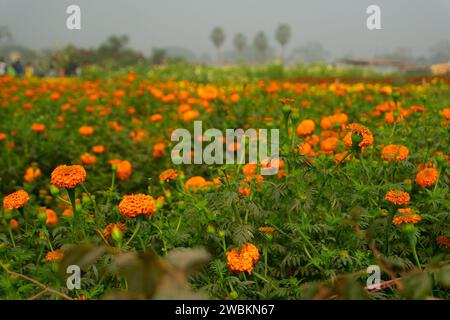 Vast field of orange marigold flowers at valley of flowers, Khirai, West Bengal, India. Flowers are harvested here for sale. Tagetes, herbaceous plant Stock Photo