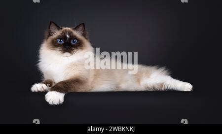 Beautiful young adult seal Ragdoll cat, laying down side ways on edge showing white paws. Looking to camera with mesmerizing blue eyes. Isolated on a Stock Photo