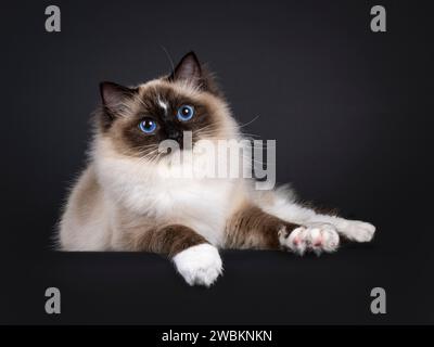 Beautiful young adult seal Ragdoll cat, laying down facing front on edge showing white paws. Looking to camera with mesmerizing blue eyes. Isolated on Stock Photo